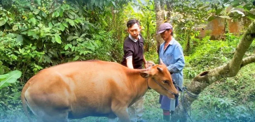 Layanan Kesehatan Hewan Sapi Kepada Peternak di Desa Kukuh Kerambitan